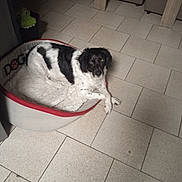 Mario participe au concours pour gagner de l'argent avec cette photo : dog, pet, black_and_white, lying_down, dog_bed, indoor, tile_floor, home, toy, crocodile_toy, resting, floppy_ears, long_fur, spotted_coat, red_trim, floor, furniture, portrait, flash_photography, relaxed