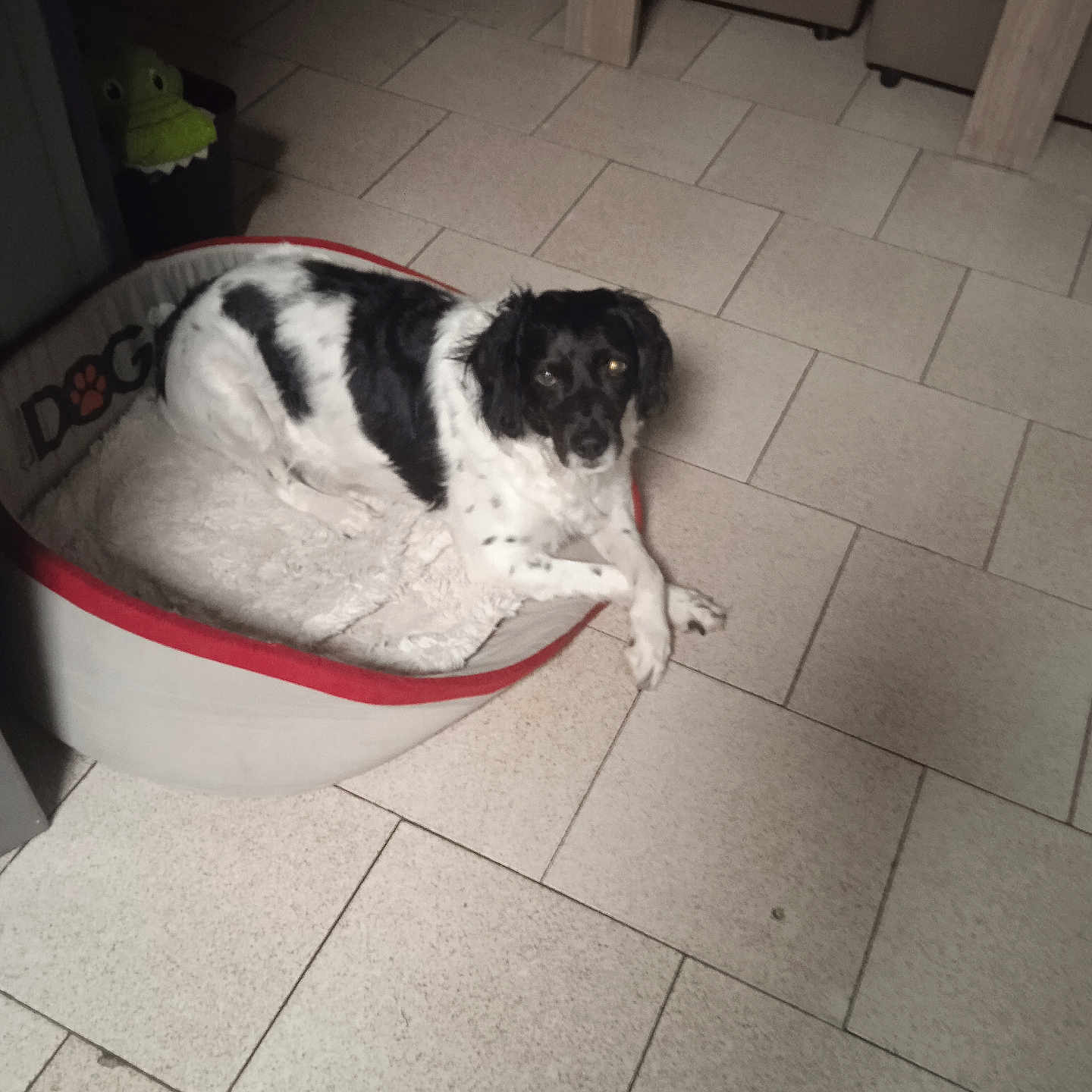 Mario participe au concours pour gagner de l'argent avec cette photo : dog, pet, black_and_white, lying_down, dog_bed, indoor, tile_floor, home, toy, crocodile_toy, resting, floppy_ears, long_fur, spotted_coat, red_trim, floor, furniture, portrait, flash_photography, relaxed