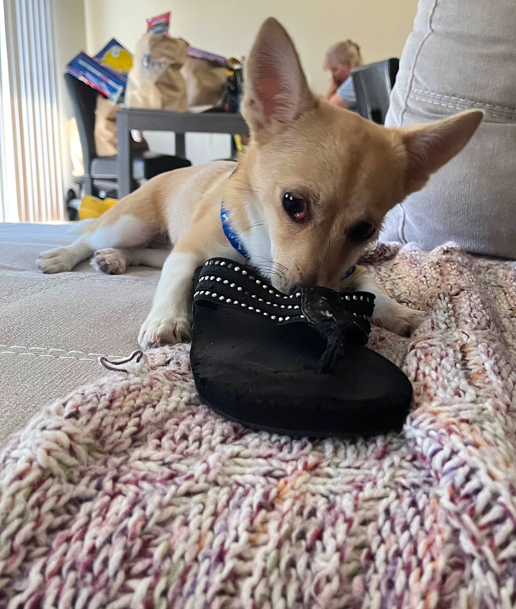 Honey joined the competition — help win amazing prizes! canidae, carnivore, comfort, companion_dog, dog, dog_breed, dog_supply, fawn, felidae, flooring, grey, linens, small_to_medium_sized_cats, snout, sporting_group, tail, toy_dog, whiskers, wood, working_animal