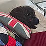 cat, black_cat, couch, cushion, union_jack, knitted_blanket, cozy, indoor, pet, furniture, home, relaxing, curled_up, eyes, colorful, textile, living_room, soft, resting, domestic_animal