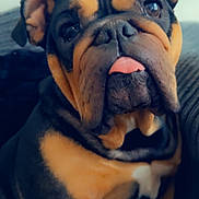 Dolly joined the competition — help win amazing prizes! dog, bulldog, pet, tongue_out, close_up, wrinkled_skin, black_and_tan, sitting, indoor, couch, canine, cute, companion, animal, portrait, furry, ears, snout, expression, domestic