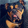 Dolly is registered to the contest to win money with this photo: bulldog, dog, pet, animal, tongue_out, cute, portrait, face, ears, fur, sitting, indoors, couch, cozy, texture, brown, black, white, expression, relaxed