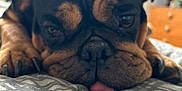 Dolly joined the competition — help win amazing prizes! dog, bulldog, close_up, sleepy, tongue_out, bedroom, blanket, paw, pet, animal, face, fur, indoor, cute, resting, cozy, napping, black_and_brown, wrinkles, relaxed