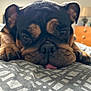 dog, bulldog, close_up, sleepy, tongue_out, bedroom, blanket, paw, pet, animal, face, fur, indoor, cute, resting, cozy, napping, black_and_brown, wrinkles, relaxed
