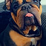 Dolly is registered to the contest to win money with this photo: dog, bulldog, pet, tongue_out, close_up, wrinkled_skin, black_and_tan, sitting, indoor, couch, canine, cute, companion, animal, portrait, furry, ears, snout, expression, domestic