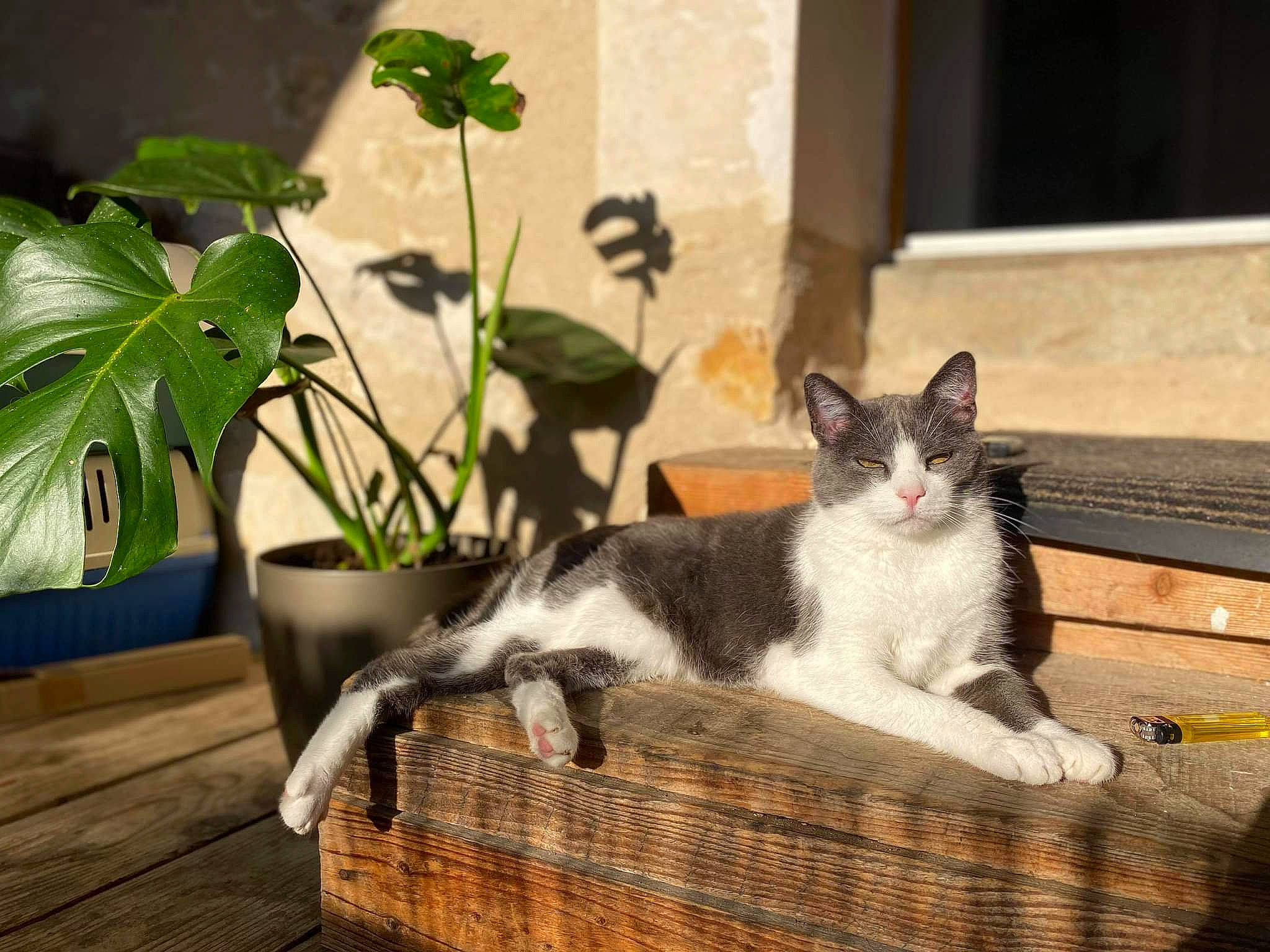 Kylie participe au concours pour gagner de l'argent avec cette photo : basket, carnivore, cat, comfort, domestic_short_haired_cat, felidae, flowerpot, fur, grass, hardwood, houseplant, outdoor_furniture, plant, small_to_medium_sized_cats, snout, tail, terrestrial_plant, whiskers, wicker, wood
