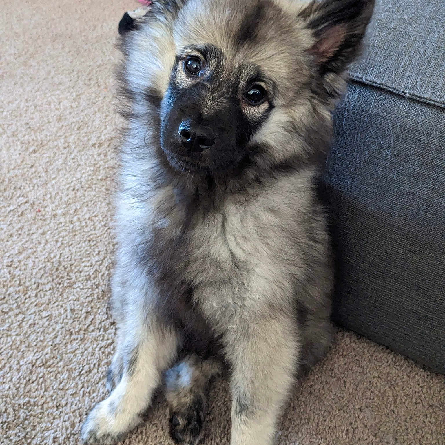 Tucker