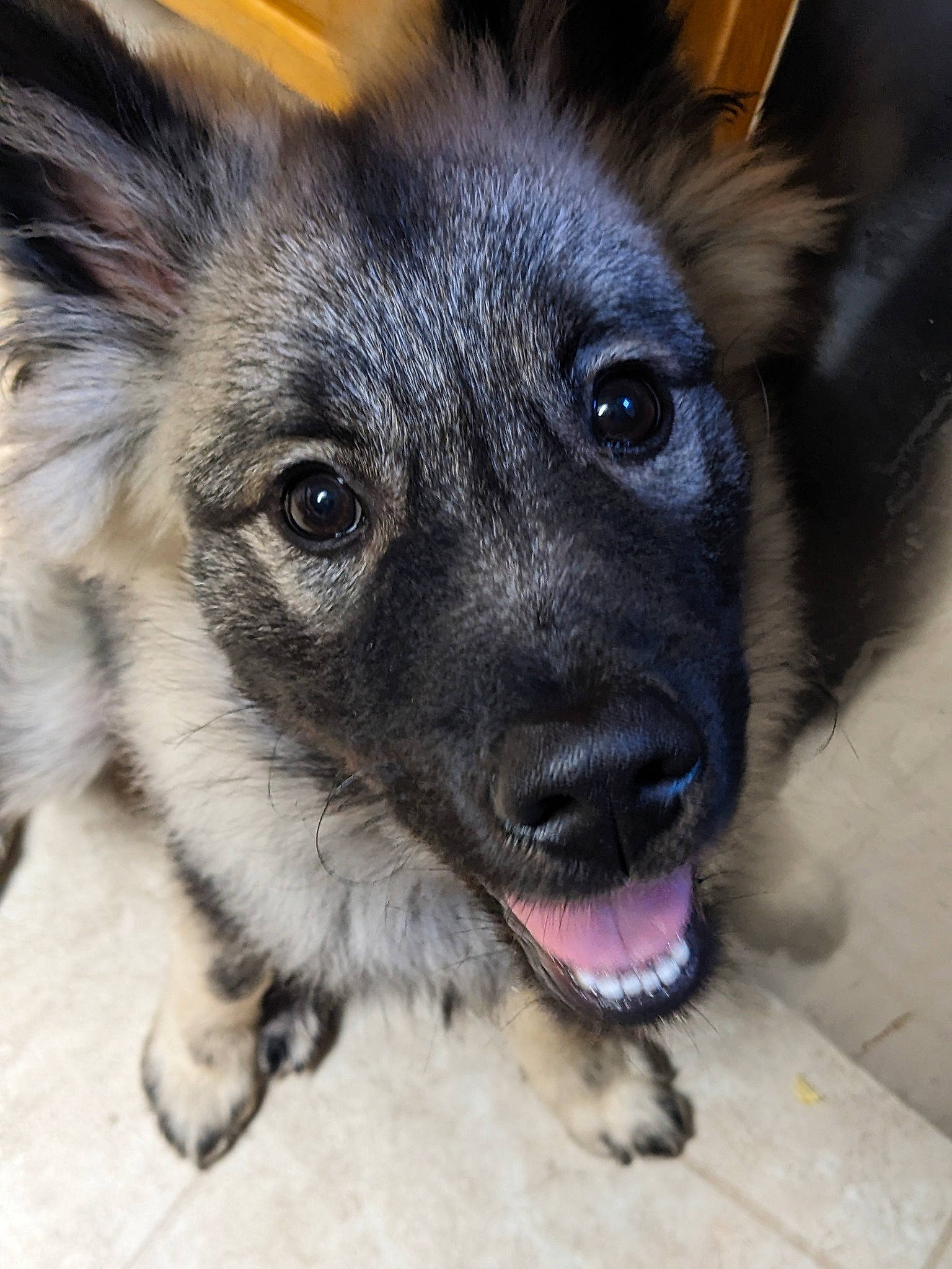 Tucker is registered to the contest to win money with this photo: canidae, carnivore, companion_dog, dog, dog_breed, ear, eye, fawn, fur, head, old_german_shepherd_dog, paw, puppy, snout, sporting_group, terrestrial_animal, whiskers, working_animal, working_dog