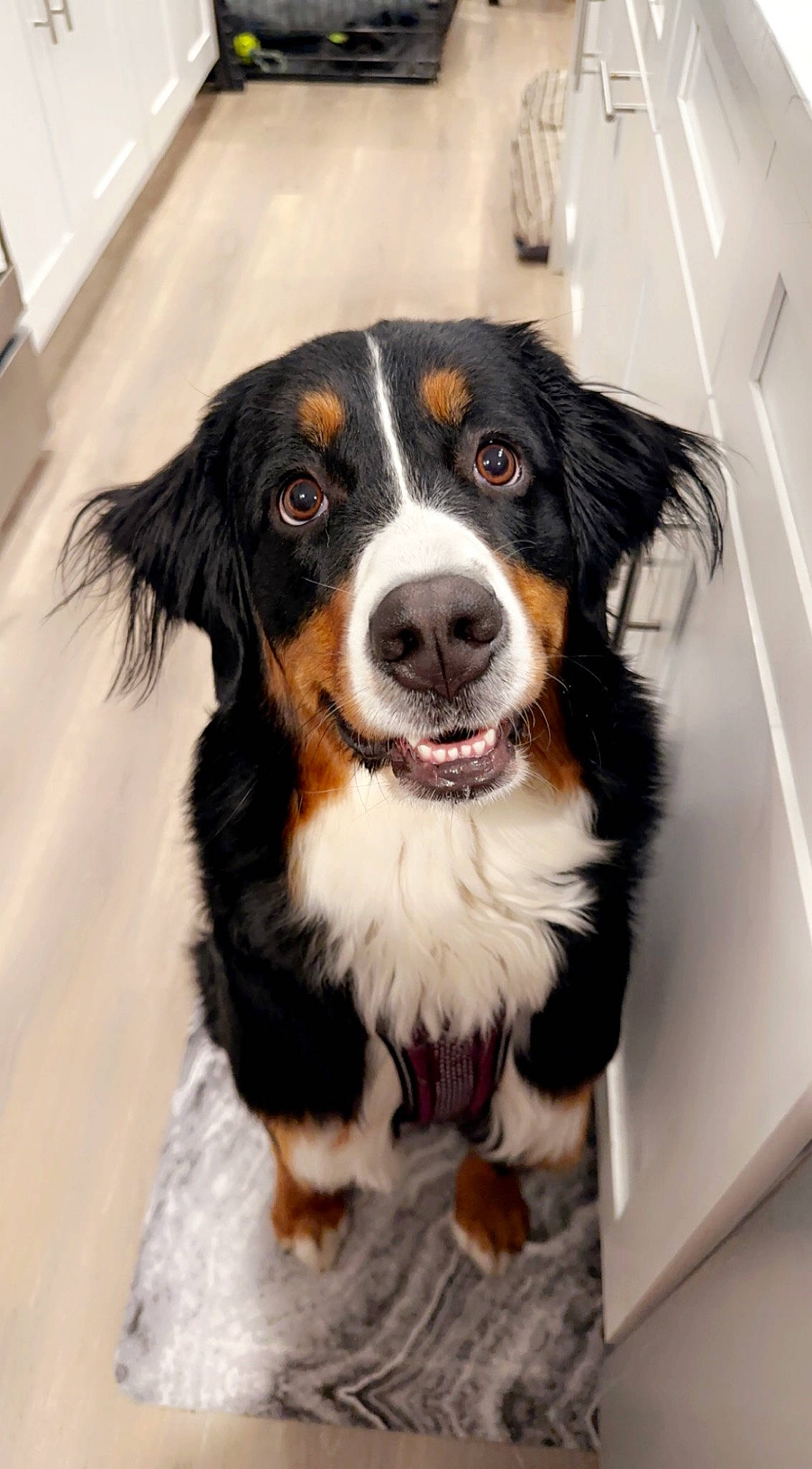 Carmella is registered to the contest to win money with this photo: bernese_mountain_dog, canidae, carnivore, companion_dog, dog, dog_breed, door, fur, smile, snout, sporting_group, terrestrial_animal, whiskers, working_dog