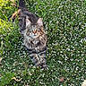 animal, cat, cute, feline, field, flowers, fluffy, grass, green_eyes, lying_down, mammal, nature, outdoor, pet, plants, portrait, relaxed, sunlight, tabby, wildlife