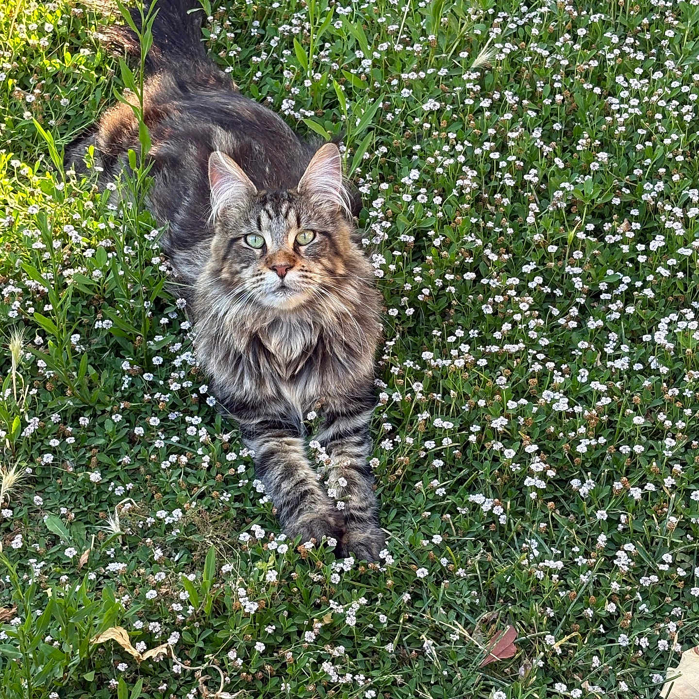 Ange a rejoint le concours — aidez-le/la à gagner de superbes lots ! cat, tabby, fluffy, green_eyes, grass, flowers, outdoor, nature, relaxed, animal, pet, field, plants, sunlight, wildlife, mammal, cute, feline, lying_down, portrait