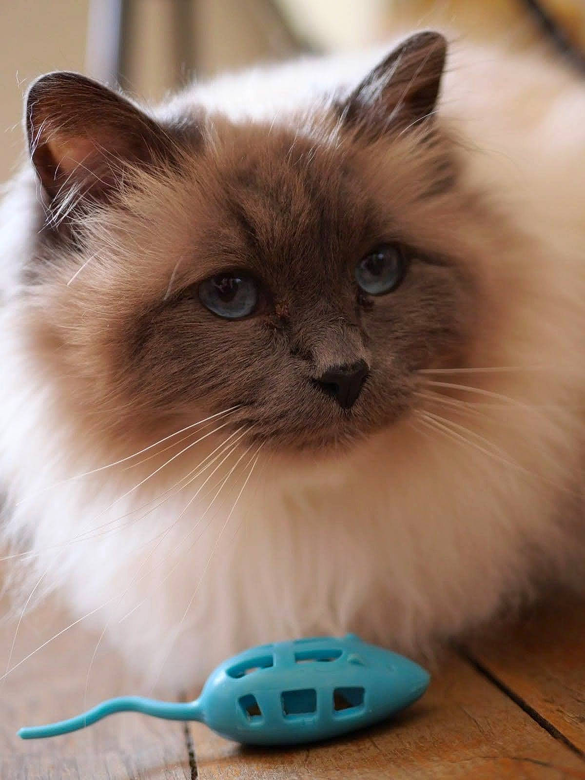 Nala a rejoint le concours — aidez-le/la à gagner de superbes lots ! balinese, birman, box, cable, carnivore, cat, electric_blue, fawn, felidae, flooring, fur, green, mammal, ragdoll, small_to_medium_sized_cats, snapshot, snout, vertebrate, whiskers, wood