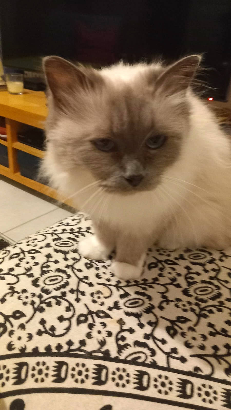 Nala participe au concours pour gagner de l'argent avec cette photo : birman, carnivore, cat, claw, fawn, felidae, flooring, fur, iris, paw, sitting, small_to_medium_sized_cats, snout, tail, terrestrial_animal, whiskers