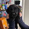 Lizzy joined the competition — help win amazing prizes! animal, bodypart, box, cabinet, canine, computerhardware, cup, dog, electronics, finger, furniture, hardware, labradorretriever, monitor, pantry, pet, puppy, screen, shelf, wood