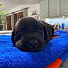 Lizzy joined the competition — help win amazing prizes! animal, architecture, blanket, building, cabinet, canine, dog, furniture, hound, indoors, interiordesign, labradorretriever, livingroom, outdoors, pet, plant, pottedplant, puppy, shelter, towel