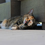 Mia joined the competition — help win amazing prizes! abyssinian, animal, armchair, bodypart, cat, chair, couch, furniture, hardwood, kitten, manx, mouth, person, pet, plywood, tongue, wood