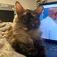Luna is registered to the contest to win money with this photo: adult, animal, cat, computer, computerhardware, computerkeyboard, electronics, face, hardware, head, laptop, male, man, monitor, pc, person, pet, photography, portrait, screen
