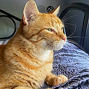 Leo joined the competition — help win amazing prizes! abyssinian, angora, animal, bed, bedroom, blanket, cat, cushion, egyptiancat, furniture, homedecor, indoors, kitten, manx, person, pet, room, sleeping