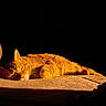 Leo joined the competition — help win amazing prizes! abyssinian, angora, animal, cat, chair, couch, furniture, hardwood, kitten, manx, person, pet, sleeping, wood