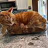 Leo is registered to the contest to win money with this photo: abyssinian, animal, appliance, bowl, cat, device, electricaldevice, furniture, hardwood, indoors, interiordesign, kitchen, kitten, manx, microwave, oven, pet, plant, table, wood