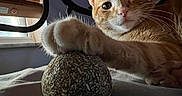 Leo joined the competition — help win amazing prizes! abyssinian, animal, bed, cat, couch, countryside, cushion, food, furniture, hardwood, homedecor, indoors, kitten, manx, nature, outdoors, pet, sphere, straw, wood