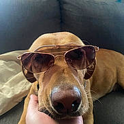 Molly joined the competition — help win amazing prizes! accessories, animal, blanket, canine, couch, cushion, dog, face, furniture, glasses, head, homedecor, hound, labradorretriever, person, pet, puppy, sleeping, snout, sunglasses