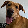 Molly joined the competition — help win amazing prizes! animal, bodypart, boxer, bulldog, canine, dog, face, goldenretriever, head, hound, labradorretriever, mouth, person, pet, photography, portrait, puppy, snout, tongue, whitedog