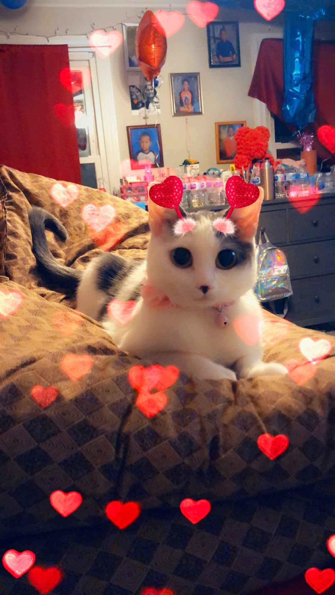 Lilly joined the competition — help win amazing prizes! cat, animal, pet, bed, blanket, heart, filter, cute, indoor, furniture, decor, balloon, photograph, portrait, face_filter, collar, toy, room, window, curtain
