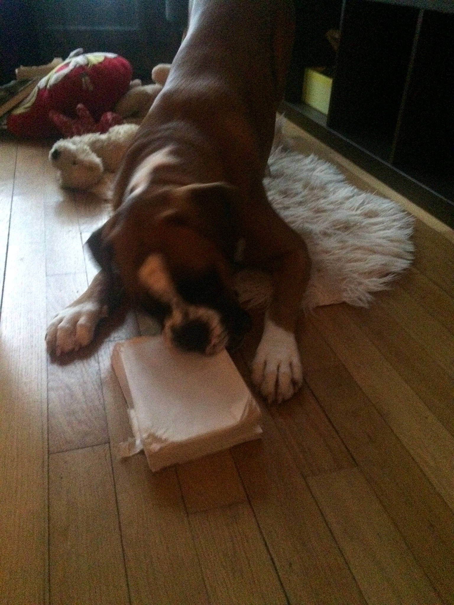 Iago a rejoint le concours — aidez-le/la à gagner de superbes lots ! canidae, carnivore, cavalier_king_charles_spaniel, companion_dog, dog, dog_breed, english_springer_spaniel, fawn, floor, flooring, hardwood, king_charles_spaniel, laminate_flooring, liver, puppy, spaniel, sporting_group, tail, wood, wood_flooring