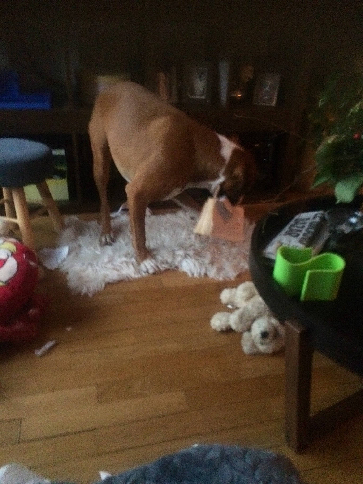 Iago a rejoint le concours — aidez-le/la à gagner de superbes lots ! american_pit_bull_terrier, boxer, canidae, carnivore, dog, dog_breed, fawn, great_dane, guard_dog, non_sporting_group, pit_bull, play, puppy, sporting_group, vizsla, weimaraner