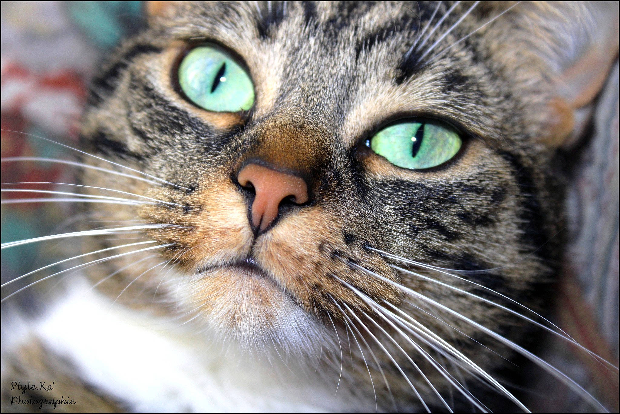 Kaylan participe au concours pour gagner de l'argent avec cette photo : carnivore, cat, close_up, curious, domestic_short_haired_cat, eye, felidae, fur, iris, macro_photography, small_to_medium_sized_cats, snout, terrestrial_animal, whiskers