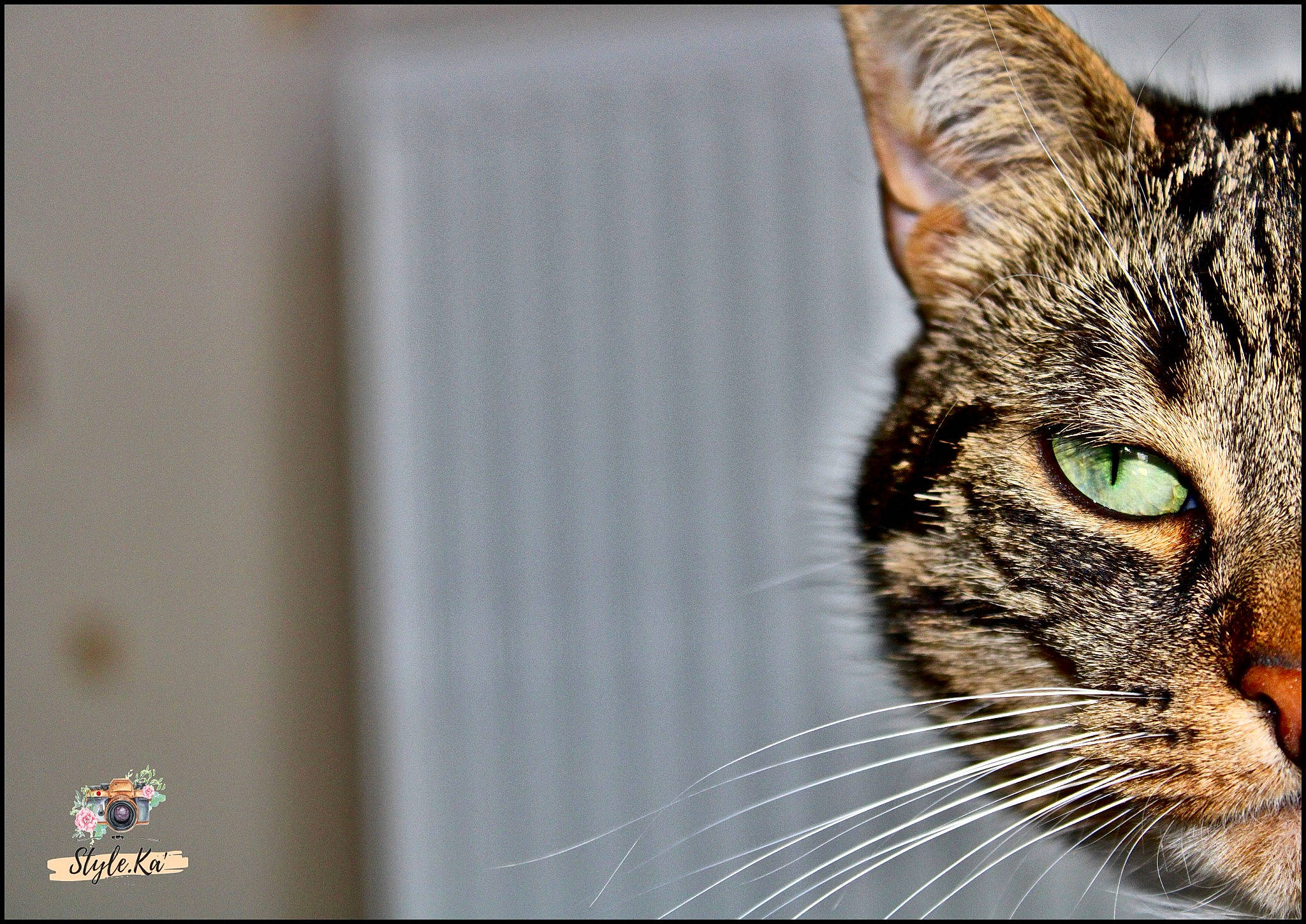 Kaylan a rejoint le concours — aidez-le/la à gagner de superbes lots ! art, carnivore, cat, domestic_short_haired_cat, eye, felidae, font, fur, head, paw, pet_supply, photo_caption, rectangle, small_to_medium_sized_cats, snout, terrestrial_animal, whiskers, wildlife, window