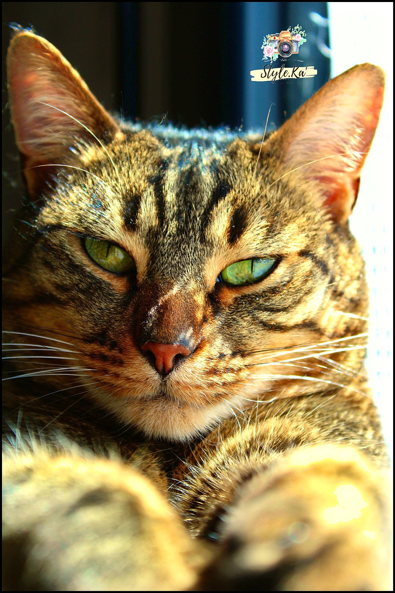 Nalah participe au concours pour gagner de l'argent avec cette photo : art, carnivore, cat, close_up, domestic_short_haired_cat, felidae, fur, grass, paw, photo_caption, photograph, rectangle, small_to_medium_sized_cats, snout, terrestrial_animal, whiskers, wildlife