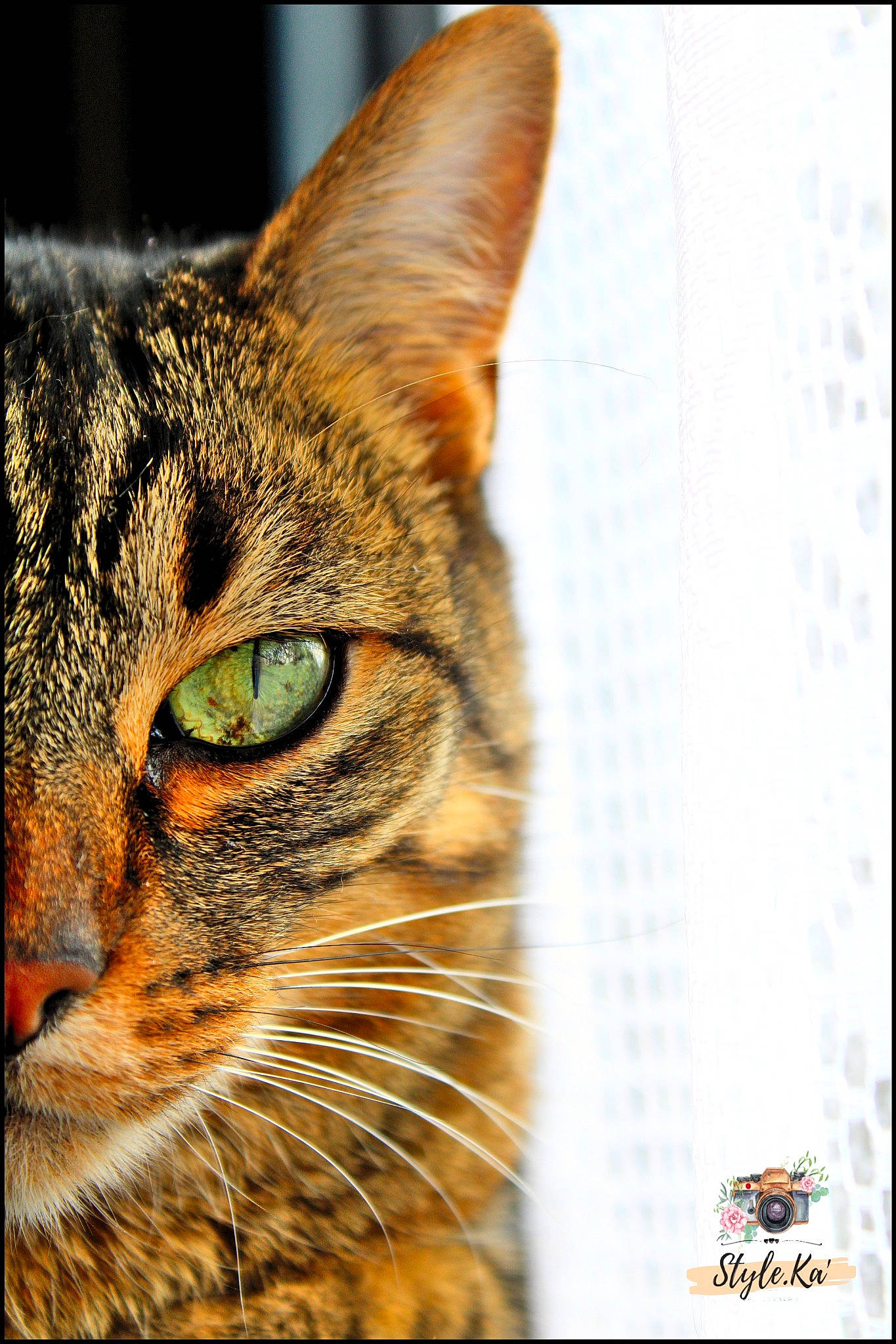 Nalah a rejoint le concours — aidez-le/la à gagner de superbes lots ! art, carnivore, cat, domestic_short_haired_cat, eye, fawn, felidae, font, fur, grass, head, lynx, photo_caption, rectangle, small_to_medium_sized_cats, snout, terrestrial_animal, tree, whiskers, window