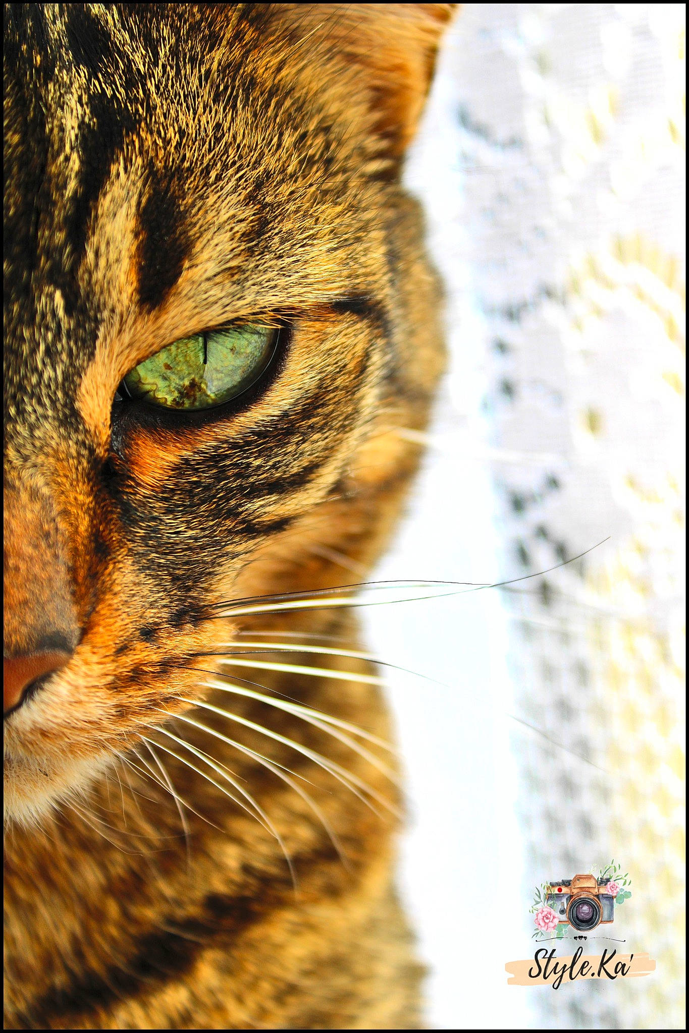 Nalah a rejoint le concours — aidez-le/la à gagner de superbes lots ! carnivore, cat, domestic_short_haired_cat, felidae, font, fur, grass, macro_photography, nature, pattern, rectangle, small_to_medium_sized_cats, terrestrial_animal, whiskers, wildlife