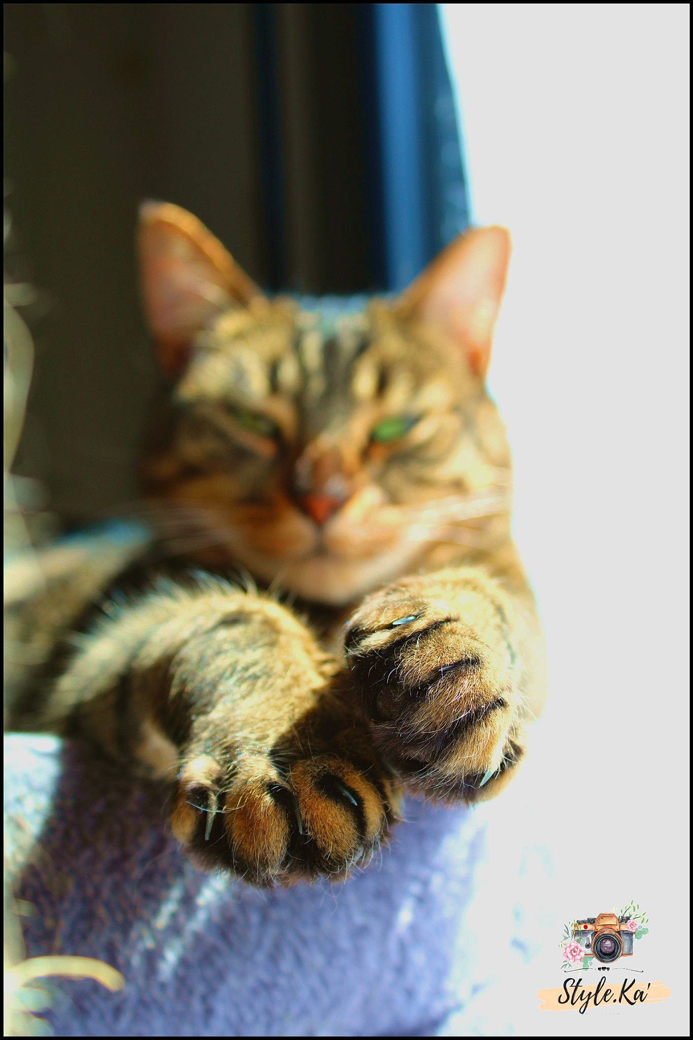 Nalah a rejoint le concours — aidez-le/la à gagner de superbes lots ! carnivore, cat, claw, comfort, domestic_short_haired_cat, eye, felidae, fur, organism, paw, small_to_medium_sized_cats, snout, tail, terrestrial_animal, whiskers, wildlife