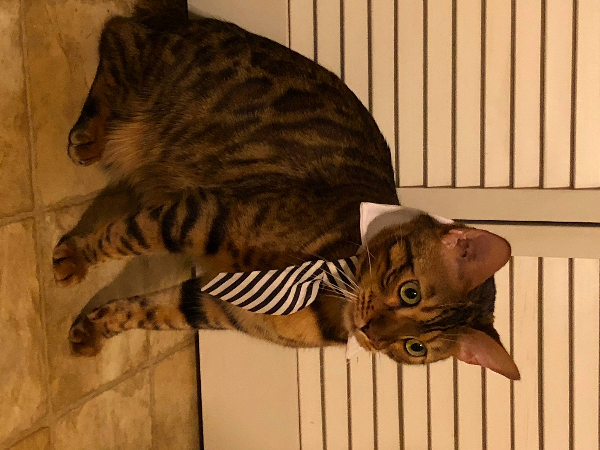 Coop is registered to the contest to win money with this photo: big_cats, carnivore, cat, domestic_short_haired_cat, door, felidae, fur, hat, headgear, mammal, pattern, sleeve, small_to_medium_sized_cats, snout, tail, terrestrial_animal, vertebrate, whiskers, wildlife, wood