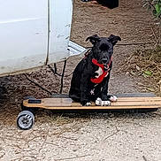 Billy a rejoint le concours — aidez-le/la à gagner de superbes lots ! dog, puppy, black_and_white, sitting, longboard, skateboard, wheels, outdoor, vehicle, car, driveway, garden, bushes, dirt, ground, harness, red_collar, white_chest, white_paws, portrait