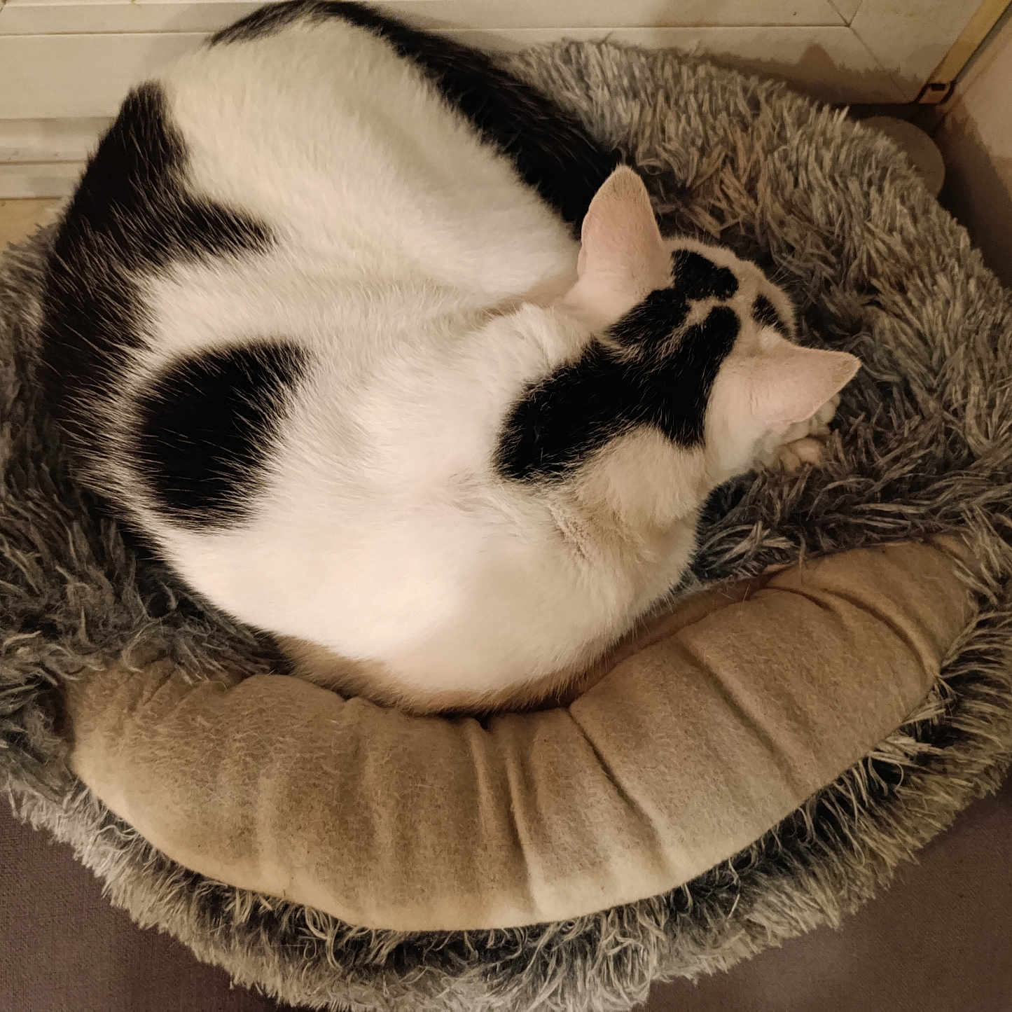 Merlin participe au concours pour gagner de l'argent avec cette photo : cat, black_and_white, sleeping, curled_up, pet, animal, furry, fur, cozy, pet_bed, round_bed, fluffy, indoors, home, relaxing, resting, warm_lighting, cushion, top_view, nap