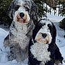 dogs, two_dogs, snow, winter, outdoor, forest, evergreen_trees, fluffy, curly_fur, black_and_white, gray_and_white, pet, canine, sitting, posing, animal_portrait, snowy_ground, nature, furry, cute
