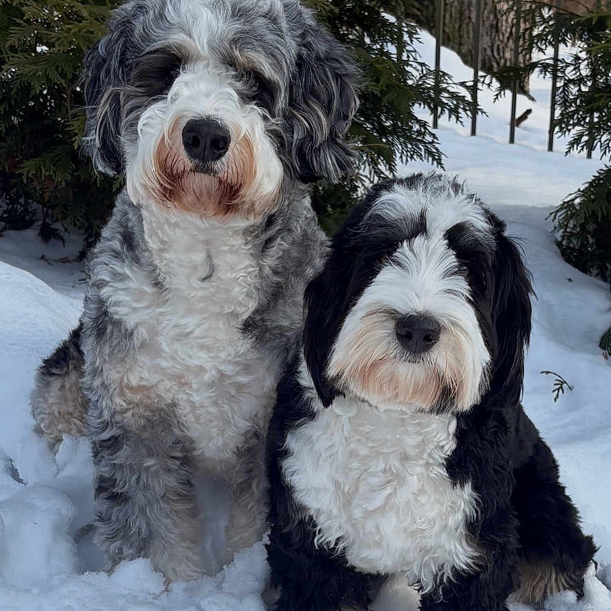 Winston And Willa is registered to the contest to win money with this photo: dogs, two_dogs, snow, winter, outdoor, forest, evergreen_trees, fluffy, curly_fur, black_and_white, gray_and_white, pet, canine, sitting, posing, animal_portrait, snowy_ground, nature, furry, cute