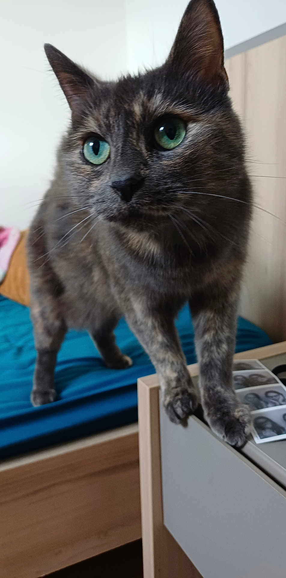 Titi a rejoint le concours — aidez-le/la à gagner de superbes lots ! cat, tortoiseshell, green_eyes, pet, animal, feline, bedroom, furniture, drawer, curious, close_up, indoor, domestic, whiskers, ears, paw, bed, wood, photographs, resting_place