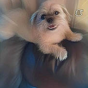 Ralphie is registered to the contest to win money with this photo: dog, small_dog, fluffy, pet, happy, smiling, leather_couch, indoor, furniture, blur, soft_focus, cute, animal, canine, paw, fur, face, resting, cozy, domestic