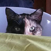 Tequile a rejoint le concours — aidez-le/la à gagner de superbes lots ! cat, peeking, blanket, green, face, eyes, ears, curious, indoor, pet, animal, feline, fur, closeup, shadow, light, two_tone, background, container, whiskers