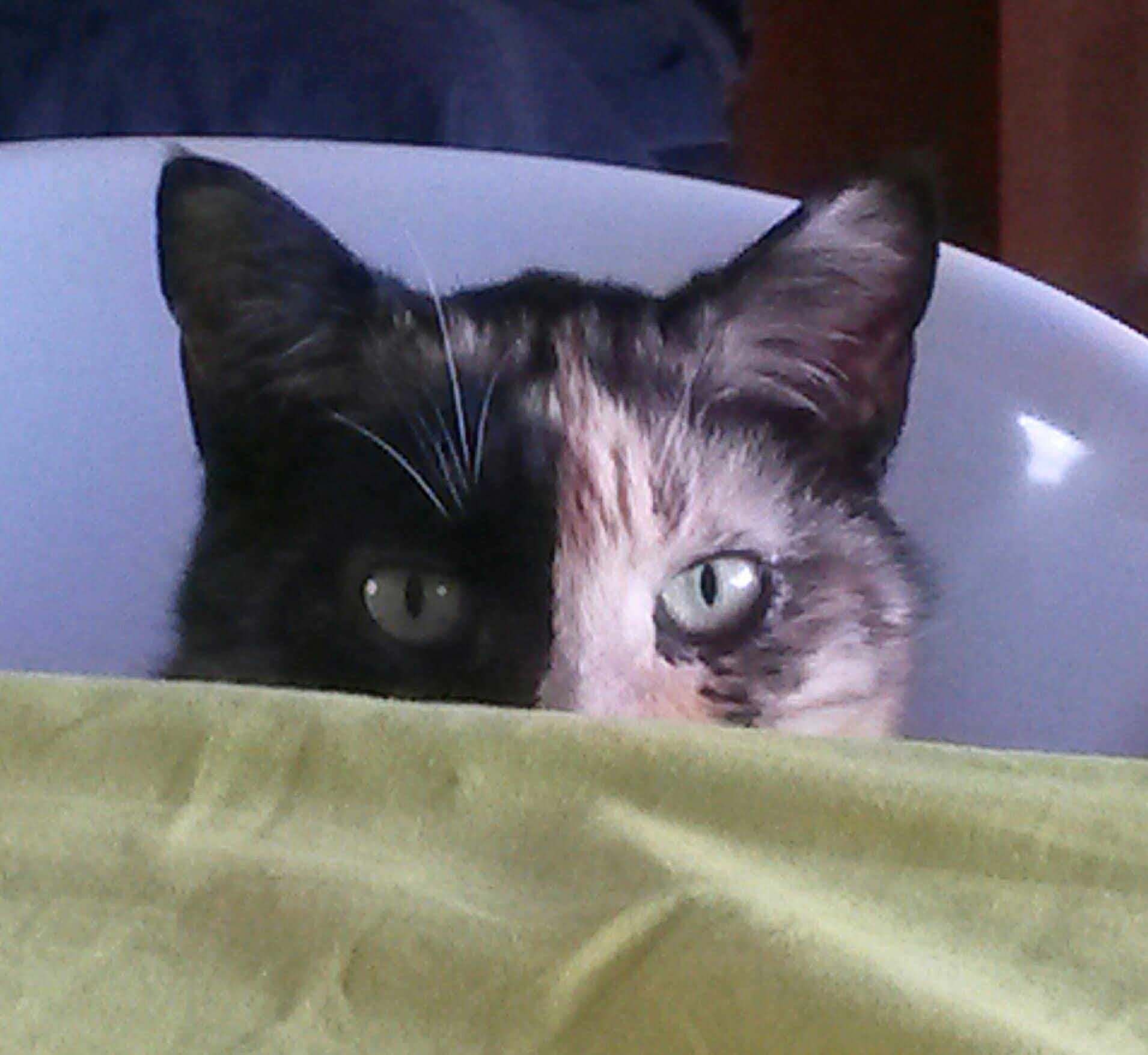 Tequile a rejoint le concours — aidez-le/la à gagner de superbes lots ! cat, peeking, blanket, green, face, eyes, ears, curious, indoor, pet, animal, feline, fur, closeup, shadow, light, two_tone, background, container, whiskers