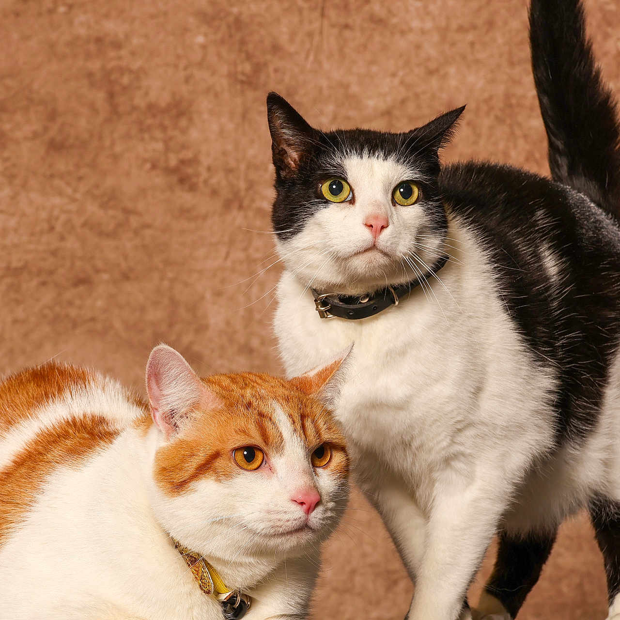 Gizmo Et Oliver a rejoint le concours — aidez-le/la à gagner de superbes lots ! abyssinian, accessories, angora, animal, cat, hardwood, kitten, manx, pet, siamese, strap, wood