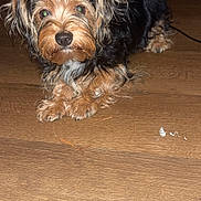 Jack joined the competition — help win amazing prizes! dog, small_dog, brown_fur, black_fur, pet, lying_down, wooden_floor, indoor, curious, animal, cute, fur, ears, face, paw, domestic_animal, companion, canine, flash, eyes