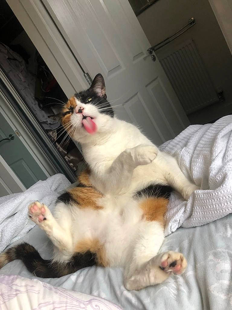 Taffy is registered to the contest to win money with this photo: carnivore, cat, claw, comfort, companion_dog, domestic_short_haired_cat, fawn, felidae, foot, formal_wear, fur, human_leg, lap, paw, sitting, small_to_medium_sized_cats, tail, whiskers