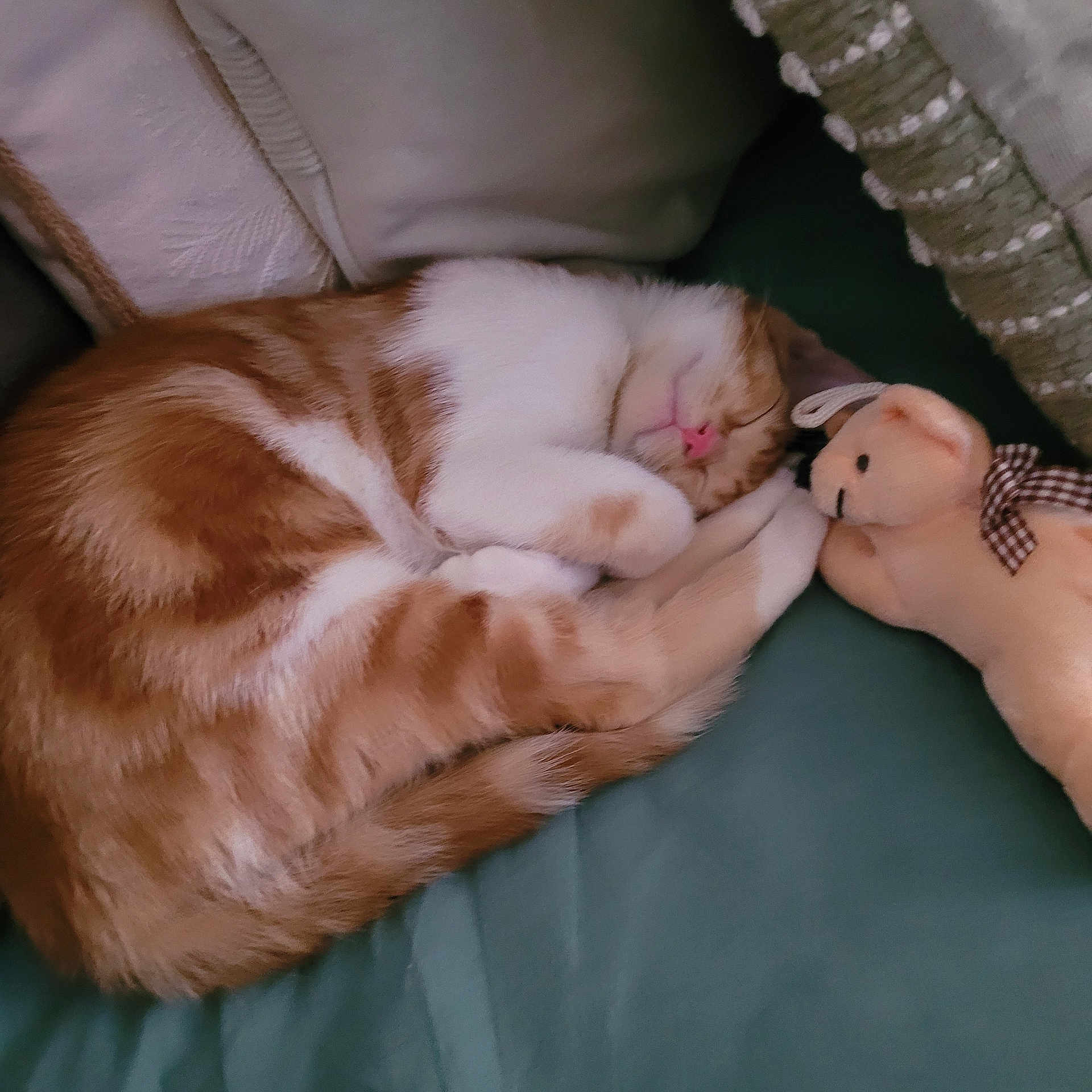 Tina participe au concours pour gagner de l'argent avec cette photo : animal, cat, companion, couch, cozy, cute, domestic_animal, fur, home, indoor, orange_and_white, pet, pillow, plush_toy, relaxation, rest, sleeping, snuggling, soft, teddy_bear