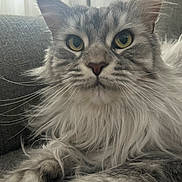 Zoey is registered to the contest to win money with this photo: cat, fluffy, gray, white, yellow_eyes, whiskers, close_up, indoor, pet, feline, couch, relaxed, fur, cute, animal, portrait, domestic_cat, soft, comfortable, resting